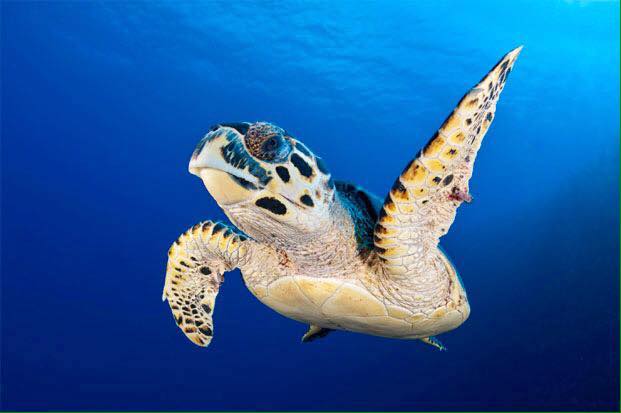Spruce Creek Scuba Gallery Image