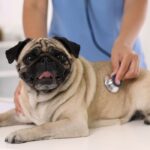 Healthy Pets Urgent Care Gallery Image