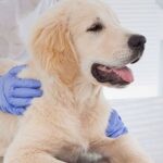 Healthy Pets Urgent Care Gallery Image