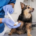 Healthy Pets Urgent Care Gallery Image